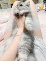 楠楠撸猫的一天~~1