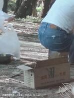 好哥们的老婆  好像艹她  舔她的骚逼0