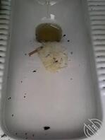 济南废物公狗公厕露出，求任务1