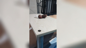 隔板踩鸡鞋交插