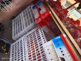 （无漏）继续更新骚货一号