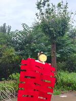 我姐结婚了   现在怀孕已经5个月多了  我该怎么办0